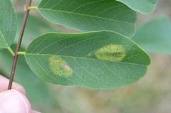 Macrosaccus robiniella