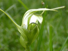 Pterostylis falcata
