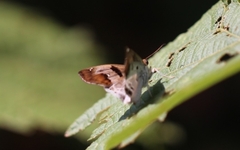 Odontoptilum angulata
