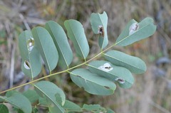 Macrosaccus robiniella