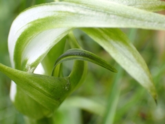 Pterostylis falcata