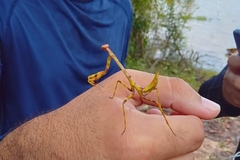 Stagmatoptera binotata