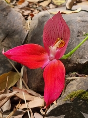 Disa uniflora