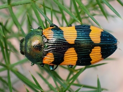 Castiarina