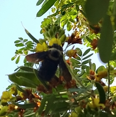 Neoxylocopa