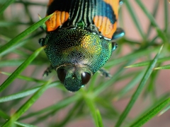 Castiarina