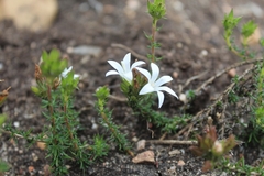 Wahlenbergia calcarea