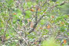 Pterorhinus pectoralis