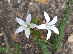 Wahlenbergia calcarea