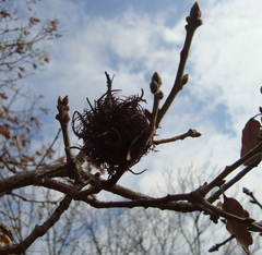 Andricus caputmedusae
