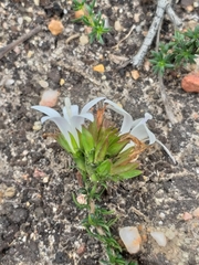 Wahlenbergia calcarea