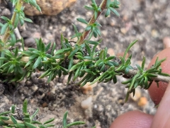 Wahlenbergia calcarea