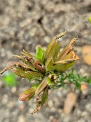 Wahlenbergia calcarea