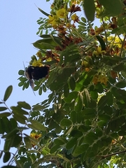 Neoxylocopa