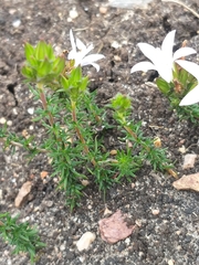 Wahlenbergia calcarea