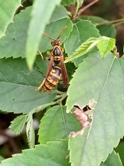 Polistes jokahamae