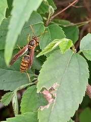 Polistes jokahamae