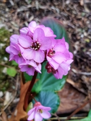 Bergenia crassifolia