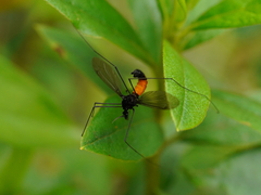 Tipula holoserica