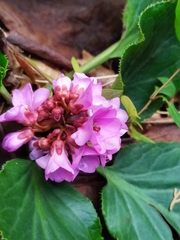 Bergenia crassifolia