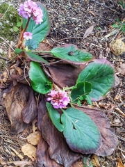 Bergenia crassifolia
