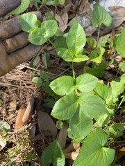 Bidens alba