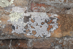 Lecanora oreinoides