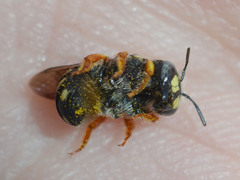 Pseudoanthidium