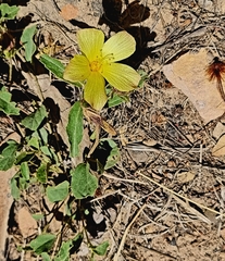 Hibiscus aethiopicus