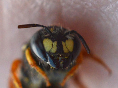 Pseudoanthidium