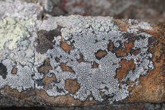 Lecanora oreinoides