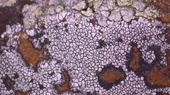 Lecanora oreinoides