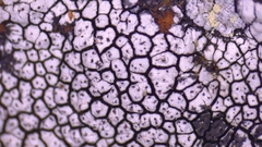 Lecanora oreinoides