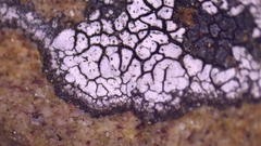 Lecanora oreinoides