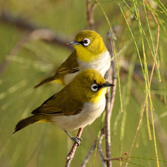 Zosterops maderaspatanus