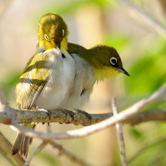 Zosterops maderaspatanus