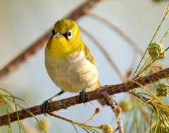 Zosterops maderaspatanus