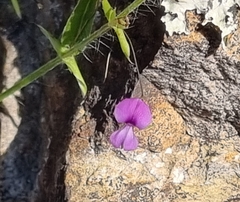 Psoralea asarina