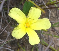 Hibiscus aethiopicus