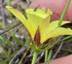 Hibiscus aethiopicus