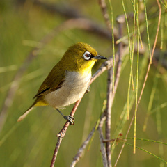 Zosterops maderaspatanus