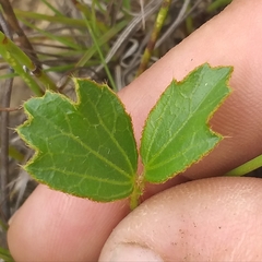 Hibiscus aethiopicus