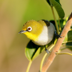 Zosterops maderaspatanus