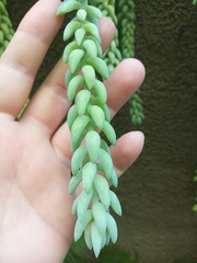 Sedum morganianum