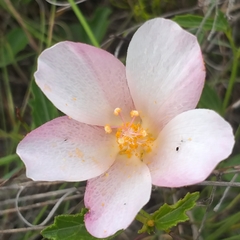 Hibiscus pusillus