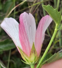 Hibiscus pusillus