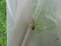 Choristoneura conflictana