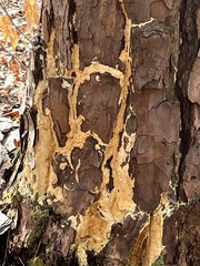 Butyrea luteoalba