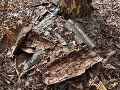 Butyrea luteoalba
