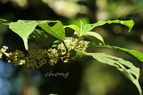 Oreocnide rubescens observed 2023-01-14